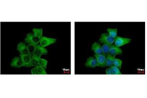 ICC/IF Image alpha Tubulin antibody detects TUBA1B protein at cytoskeleton by immunofluorescent analysis. (TUBA1B antibody)