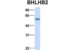 Host:  Rabbit  Target Name:  BHLHB2  Sample Type:  Human Fetal Lung  Antibody Dilution:  1.