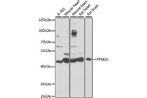 Western blot analysis of extracts of various cell lines, using PPM1K antibody (ABIN7269697) at 1:1000 dilution. (PPM1K antibody  (AA 183-372))