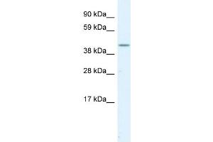 WB Suggested Anti-SERPINH1  Antibody Titration: 1. (SERPINH1 antibody  (C-Term))