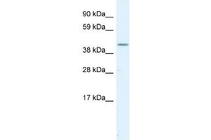 WB Suggested Anti-SERPINH1  Antibody Titration: 1. (SERPINH1 antibody  (C-Term))