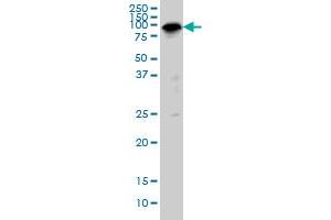 Western Blotting (WB) image for anti-Sp1 Transcription Factor (SP1) (AA 89-199) antibody (ABIN598936) (SP1 antibody  (AA 89-199))