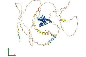 AlphaFold protein structure predicition of Human Recombinant FOXN3 Protein, UniprotID O00409