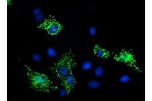 Immunofluorescence (IF) image for anti-Sirtuin 5 (SIRT5) antibody (ABIN1500930) (SIRT5 antibody)