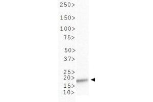Western Blot of Rabbit Anti-Histone H3 [ac Lys4] Antibody. (Histone 3 antibody  (H3K4ac))