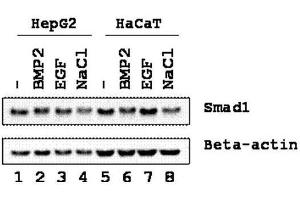 Western blot using  Affinity Purified anti-SMAD1 antibody shows detection of endogenous SMAD1 in whole cell lysates from human hepatoma (HEPG2, lanes 1-4) and keratinocyte (HaCaT, lanes 5-8) derived cell lines treated with PBS, BMP2, EGF, or NaCl for 1 h at 37°C before harvest. (SMAD1 antibody  (Internal Region))