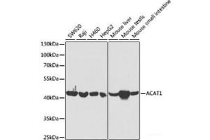 Western blot analysis of extracts of various cell lines using ACAT1 Polyclonal Antibody at dilution of 1:5000. (ACAT1 antibody)