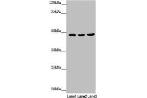 Western blot All lanes: BCS1L antibody at 3. (BCS1L antibody  (AA 33-240))