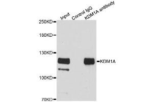 Immunoprecipitation analysis of 200ug extracts of HeLa cells using 3ug KDM1A antibody. (LSD1 antibody)