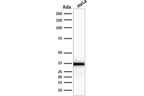Emerin anticorps  (AA 56-167)