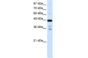 PRMT2 antibody used at 0.