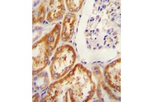 CLDN16 antibody (N-term) (ABIN654394 and ABIN2844136) immunohistochemistry analysis in formalin fixed and paraffin embedded human Kidney tissue followed by peroxidase conjugation of the secondary antibody and DAB staining. (Claudin 16 antibody  (N-Term))