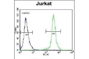 KLF14 Antibody (C-term) (ABIN654237 and ABIN2844068) flow cytometric analysis of Jurkat cells (right histogram) compared to a negative control cell (left histogram). (KLF14 antibody  (C-Term))