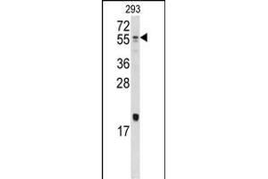 Western blot analysis of anti-Bmp10 Antibody (N-term) (ABIN388448 and ABIN2848754) in 293 cell line lysates (35 μg/lane). (BMP10 antibody  (N-Term))