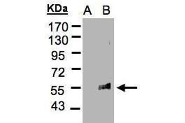 FLVCR antibody  (C-Term)