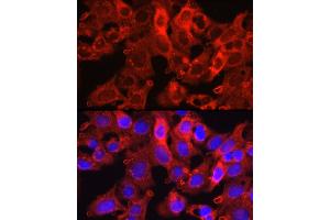 Immunofluorescence (IF) image for anti-Proprotein Convertase Subtilisin/kexin Type 9 (PCSK9) (C-Term) antibody (ABIN6145328)