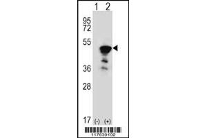 Western blot analysis of FEN1 using rabbit polyclonal FEN1 Antibody using 293 cell lysates (2 ug/lane) either nontransfected (Lane 1) or transiently transfected (Lane 2) with the FEN1 gene. (FEN1 antibody  (AA 243-272))