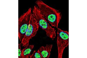 Fluorescent confocal image of A549 cell stained with ZNF207 Antibody (N-term). (ZNF207 antibody  (N-Term))