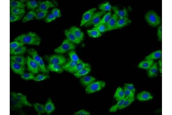 REM1 antibody  (AA 2-153)