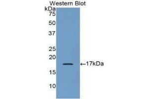 Detection of Recombinant BMP6, Human using Polyclonal Antibody to Bone Morphogenetic Protein 6 (BMP6) (BMP6 antibody  (AA 375-513))