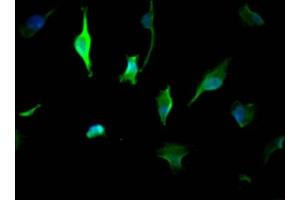 Immunofluorescence (IF) image for anti-14-3-3 zeta (YWHAZ) (AA 133-212) antibody (ABIN7142109)