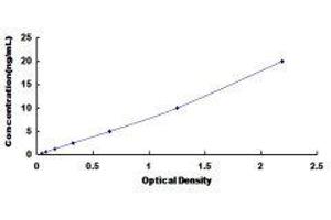 ELISA image for Calcium Channel, Voltage-Dependent, L Type, alpha 1D Subunit (CACNA1D) ELISA Kit (ABIN428232)