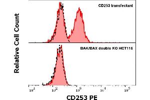 Anti-Hu CD253 PE antibody (clone 2E5) specificity verification by flow cytometry Colorectal cancer cell line HCT-116 with the eliminated expression of pro-apoptotic proteins BAK and BAX (prepared using CRISPR Cas9 gene editing approach) was used as host for CD253 (TRAIL) transfection. (TRAIL antibody  (AA 95-281) (PE))