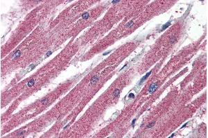 ABIN185342 (4µg/ml) staining of paraffin embedded Human Heart. (AIFM2 antibody  (N-Term))