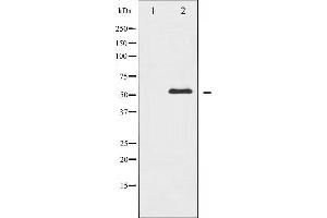 Western blot analysis of c-Abl expression in RAW264. (ABL1 antibody)