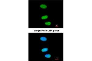 Immunofluorescence analysis of paraformaldehyde-fixed HeLa using AP22458PU-N SOX13 antibody at 1/200 dilution (SOX13 antibody  (AA 75-520))
