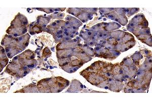 Detection of CK19 in Mouse Pancreas Tissue using Polyclonal Antibody to Cytokeratin 19 (CK19) (Cytokeratin 19 antibody  (AA 1-403))