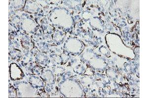 Image no. 2 for anti-Platelet/endothelial Cell Adhesion Molecule (PECAM1) antibody (ABIN1497242) (CD31 antibody)