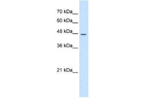 DDOST antibody used at 5 ug/ml to detect target protein. (DDOST antibody  (N-Term))