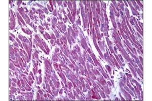 Immunohistochemistry (IHC) image for anti-Malate Dehydrogenase 2, NAD (Mitochondrial) (MDH2) antibody (ABIN953359) (MDH2 antibody)