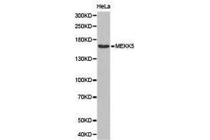 Western Blotting (WB) image for anti-Mitogen-Activated Protein Kinase Kinase Kinase 5 (MAP3K5) antibody (ABIN1873618) (ASK1 antibody)