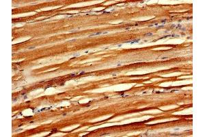 IHC image of ABIN7158870 diluted at 1:600 and staining in paraffin-embedded human skeletal muscle tissue performed on a Leica BondTM system. (MAEA antibody  (AA 299-356))
