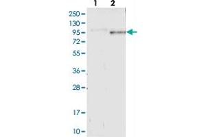 Western blot analysis of Lane 1: Negative control (vector only transfected HEK293T lysate), Lane 2: Over-expression Lysate (Co-expressed with a C-terminal myc-DDK tag (~3. (GPSM2 antibody)