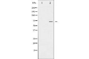 Western blot analysis of PKC zeta phosphorylation expression in PMA treated NIH-3T3 whole cell lysates,The lane on the left is treated with the antigen-specific peptide. (PKC zeta antibody  (pThr410))