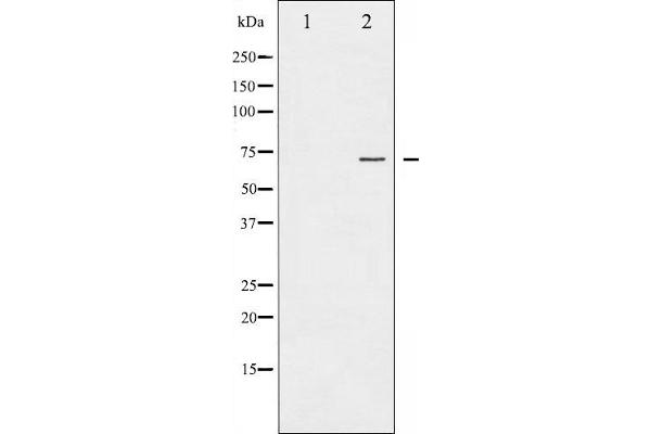 PKC zeta 抗体  (pThr410)