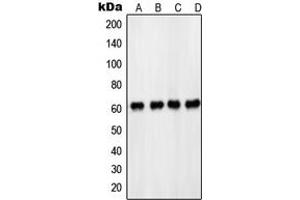 Western blot analysis of PDPK1 (pS241) expression in HeLa (A), MCF7 (B), NIH3T3 (C), PC12 EGF-treated (D) whole cell lysates. (PDPK1 antibody  (pSer241))