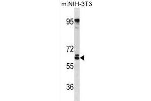 RSPRY Antibody (N-term) (ABIN1881768 and ABIN2838657) western blot analysis in mouse NIH-3T3 cell line lysates (35 μg/lane). (RSPRY1 antibody  (N-Term))