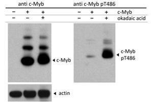 Western Blot of Rabbit c-Myb pT486 antibody. (MYB antibody  (N-Term, pThr486))