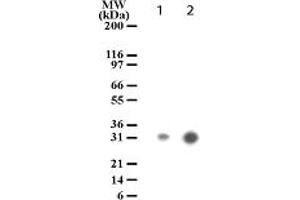 Image no. 1 for anti-rho-Associated, Coiled-Coil Containing Protein Kinase 1 (ROCK1) (AA 1114-1126) antibody (ABIN207918) (ROCK1 antibody  (AA 1114-1126))