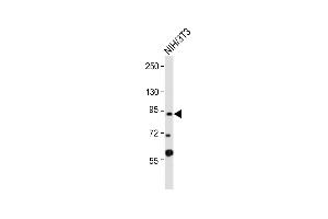 Anti-DYRK1A Antibody (Center) at 1:2000 dilution + NIH/3T3 whole cell lysate Lysates/proteins at 20 μg per lane.