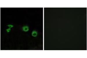 Immunofluorescence analysis of MCF7 cells, using MIPT3 Antibody. (TRAF3IP1 antibody  (AA 221-270))