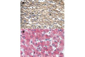 Immunohistochemical staining (Formalin-fixed paraffin-embedded sections) of human heart (A) and human liver (B) with DBP polyclonal antibody .