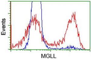 HEK293T cells transfected with either RC218358 overexpress plasmid (Red) or empty vector control plasmid (Blue) were immunostained by anti-MGLL antibody (ABIN2454596), and then analyzed by flow cytometry. (MGLL antibody)