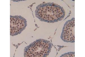 IHC-P analysis of testis tissue, with DAB staining. (Laminin alpha 1 antibody  (AA 41-230))