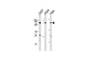 Western blot analysis in 293T,A549,Hela cell line lysates (35ug/lane). (HSF2 antibody  (AA 216-245))