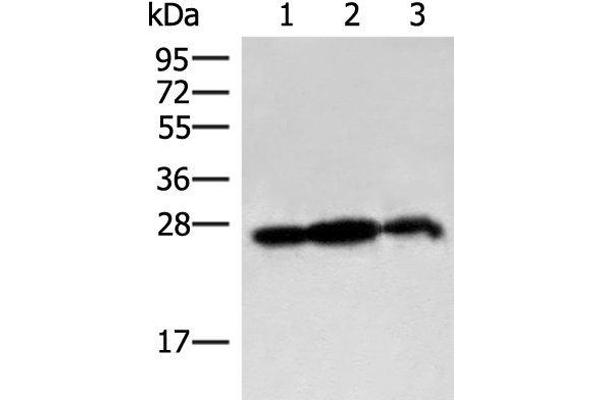 PDAP1 antibody